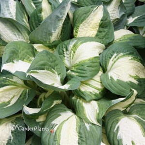 Hosta 'Vulcan'