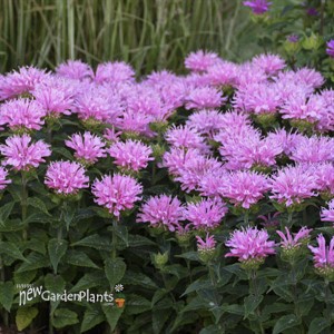 'Pink Frosting' SUGAR BUZZ Series