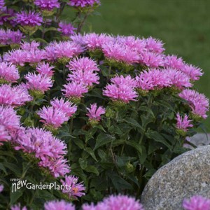 'Pink Frosting' SUGAR BUZZ Series