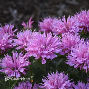 'Pink Frosting' SUGAR BUZZ Series