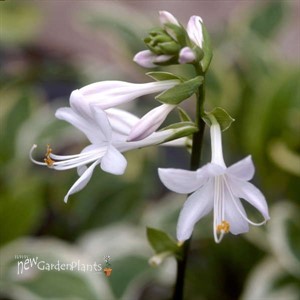 Hosta 'So Sweet'