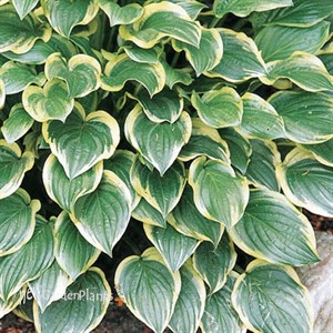 Hosta 'So Sweet'
