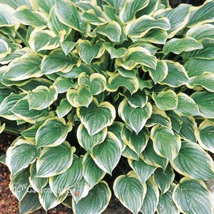 Hosta 'So Sweet'