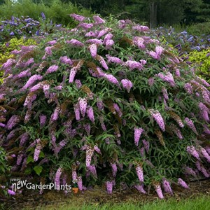 Buddleia 'Pink Cascade' PP30711 Cascade Collection