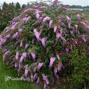 Buddleia 'Pink Cascade' PP30711 Cascade Collection