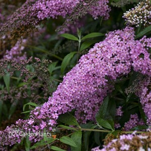 Buddleia 'Pink Cascade' PP30711 Cascade Collection