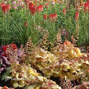 Heuchera ‘Champagne’ Coral Bells
