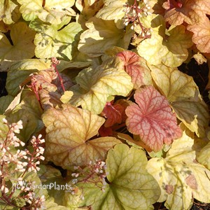 Heuchera ‘Champagne’ Coral Bells