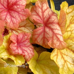 Heuchera ‘Champagne’ Coral Bells