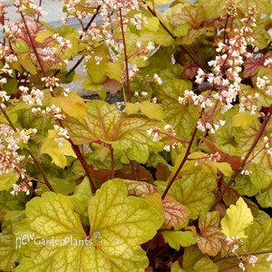 Heuchera ‘Champagne’ Coral Bells