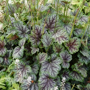 ‘Green Spice’ Coral Bells