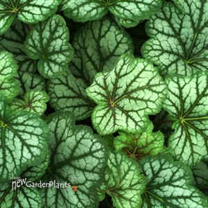‘Green Spice’ Coral Bells