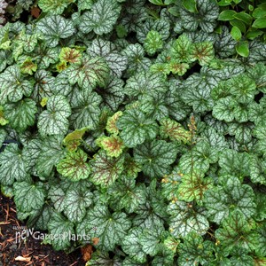 ‘Green Spice’ Coral Bells