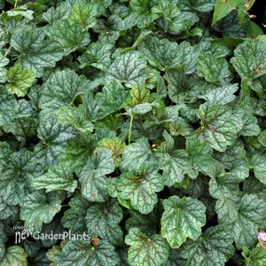‘Green Spice’ Coral Bells