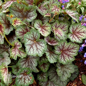 ‘Green Spice’ Coral Bells