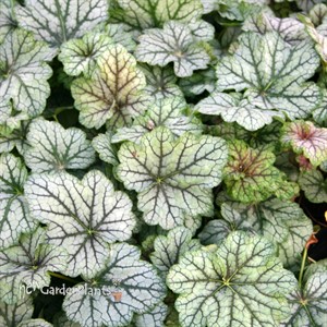‘Green Spice’ Coral Bells