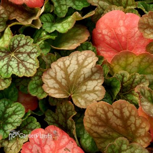‘Green Spice’ Coral Bells