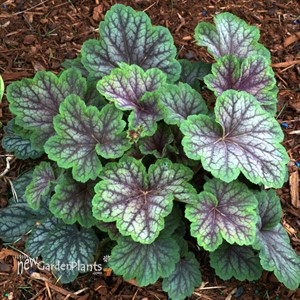‘Green Spice’ Coral Bells