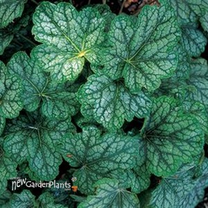‘Green Spice’ Coral Bells