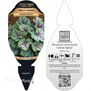 ‘Green Spice’ Coral Bells