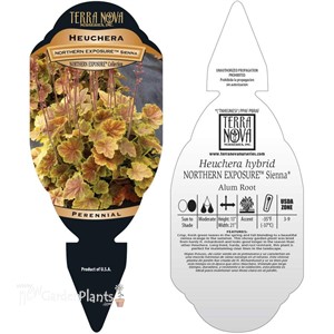 NORTHERN EXPOSURE™ Sienna Coral Bells