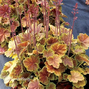NORTHERN EXPOSURE™ Sienna Coral Bells