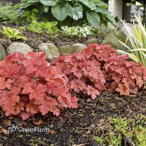 Heuchera Primo® 'Peachberry Ice' Coral Bells 