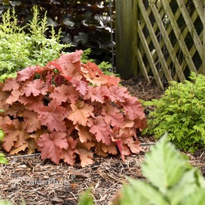 Heuchera Primo® 'Peachberry Ice' Coral Bells 