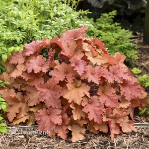 Heuchera Primo® 'Peachberry Ice' Coral Bells 