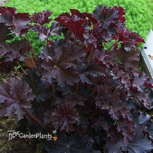 Heuchera Palace Purple Coral Bells