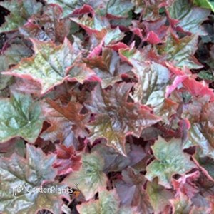 Heuchera Palace Purple Coral Bells