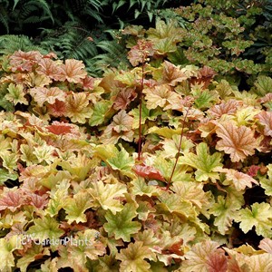Heuchera ‘Topaz Jazz’