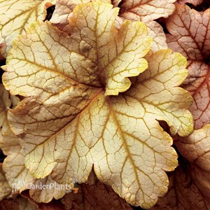 Heuchera ‘Topaz Jazz’