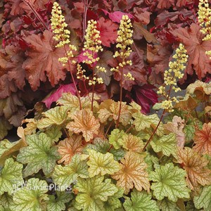 Heuchera ‘Topaz Jazz’