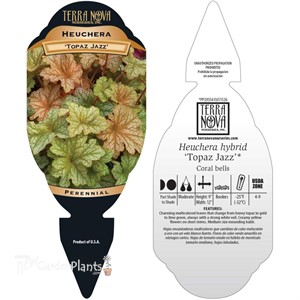 Heuchera ‘Topaz Jazz’