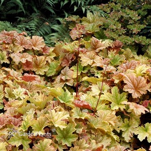 Heuchera ‘Topaz Jazz’