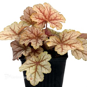 Heuchera ‘Topaz Jazz’