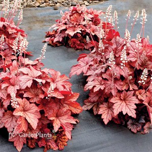 Heucherella ‘Peach Tea’