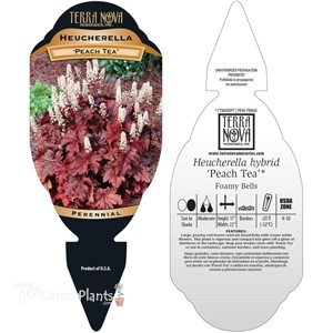 Heucherella ‘Peach Tea’