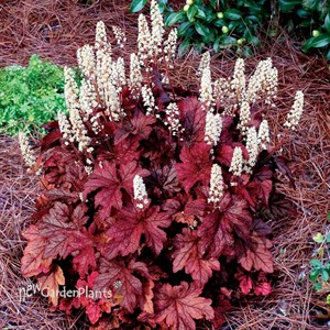 Heucherella ‘Peach Tea’
