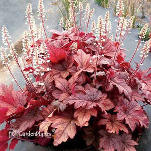 Heucherella ‘Peach Tea’