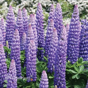 'Persian Slipper' Lupinus WEST COUNTRY