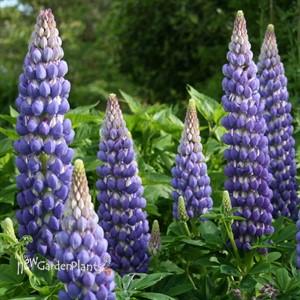 'Persian Slipper' Lupinus WEST COUNTRY