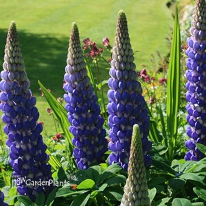 'Persian Slipper' Lupinus WEST COUNTRY