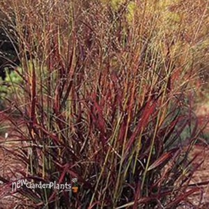 'Shenandoah'  Switch Grass