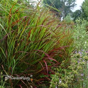 'Shenandoah'  Switch Grass