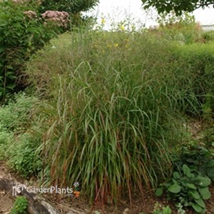 'Shenandoah'  Switch Grass