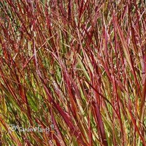 'Shenandoah'  Switch Grass