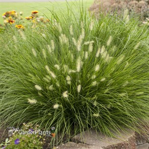 'Little Bunny' Miniature Fountain Grass