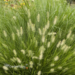 'Little Bunny' Miniature Fountain Grass
